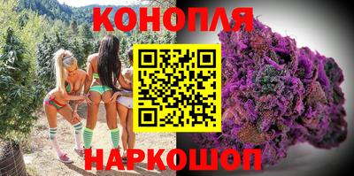 сатива Кингисепп